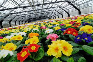 山东青州 构建现代花卉产业体系,力促产业高质量发展